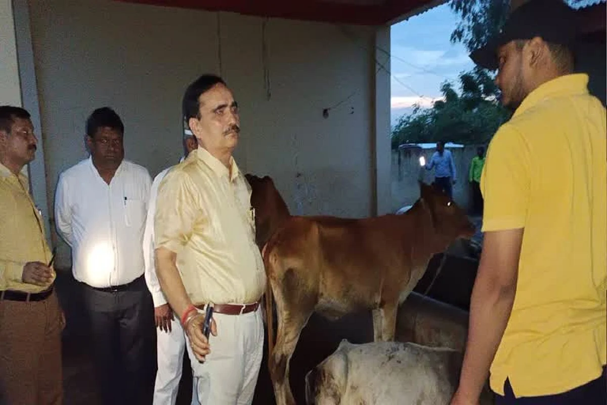 UP: Death of 55 Cows in Amroha Causes Stir in Administration