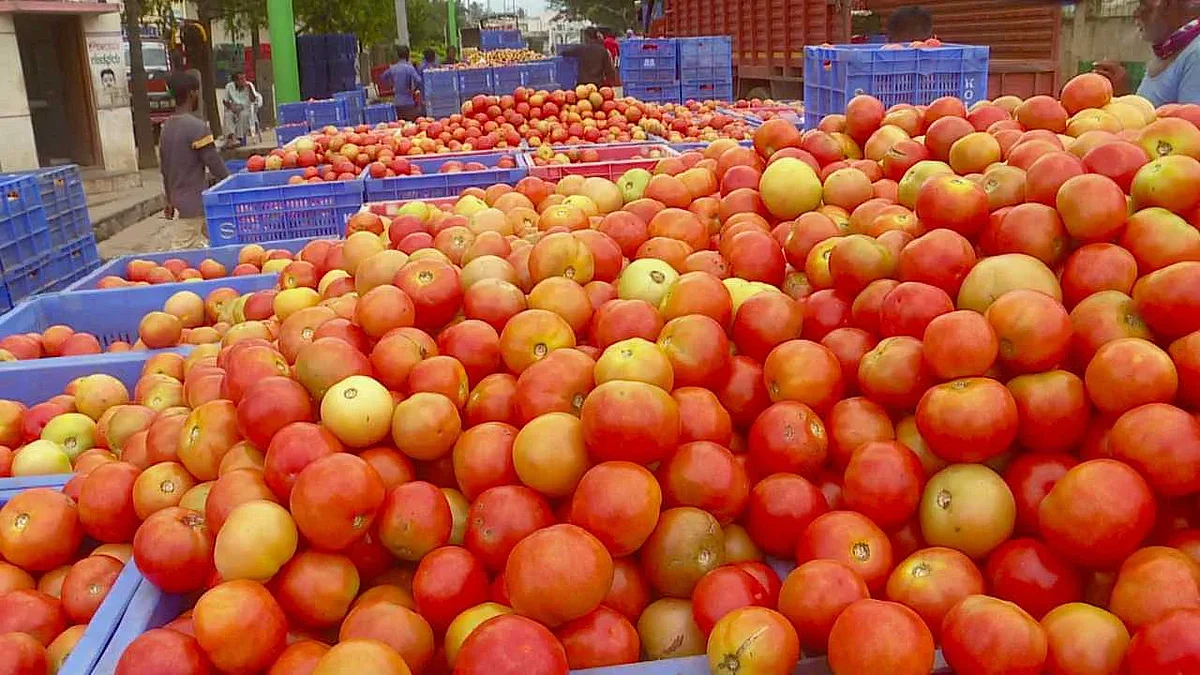 Tomato Production Became Trouble For Farmers, Cost Of Rs 6 And Price Of 3