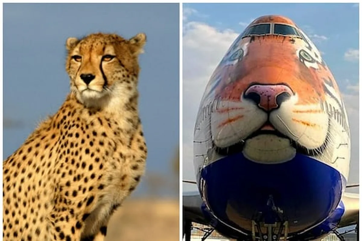 Cheetahs Flying from Namibia to India after 74 Years
