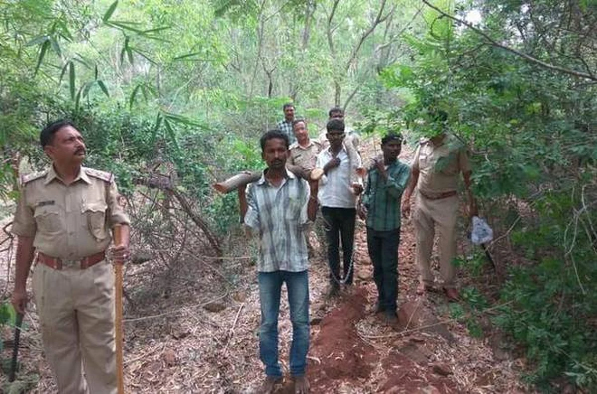 Gang of sandalwood thieves are Arrested in Bengaluru