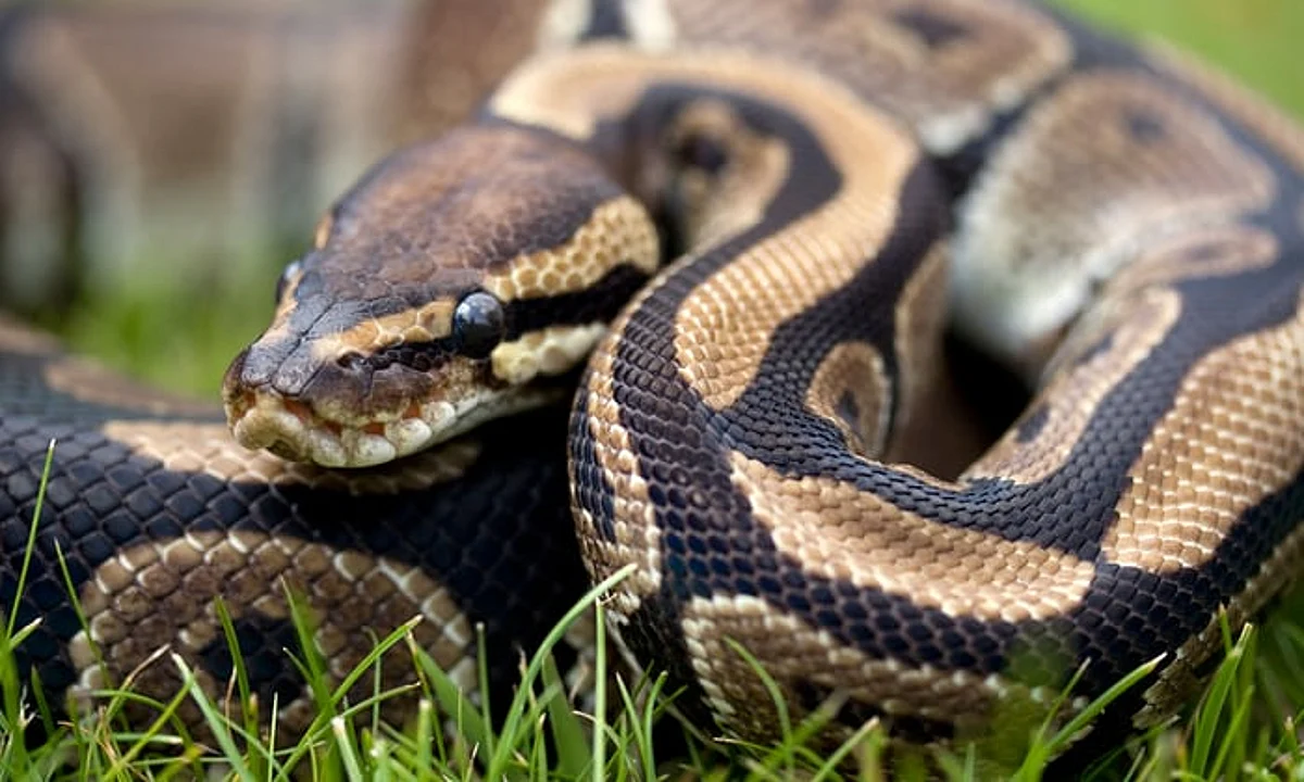 Carpet Python Riddled with 500 Ticks Found in Australia.