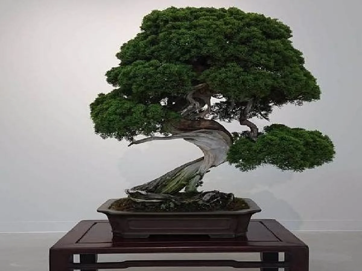 Japanese Couple Robbed of 400-year-old Bonsai Tree