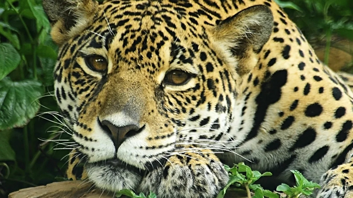 Three Caught for Possession of 142 Tiger and Leopard Claws