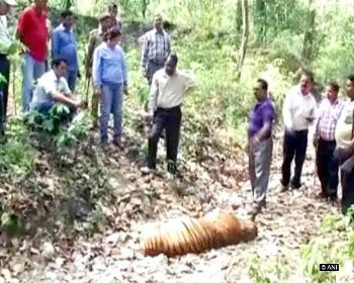 Tigress found dead in Maharashtra’s Pandharkawda forest, cause not yet known