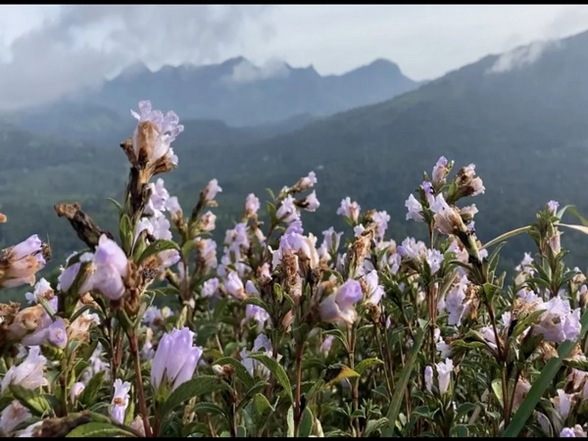 Neelanurinkji flowers blossom in Idukki’s Shantanpara Shalom Hills after 12 years