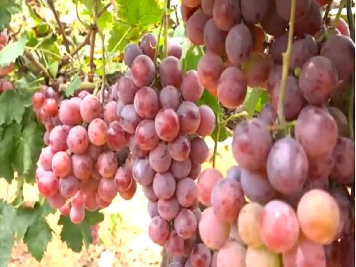 Farmers in Karnataka’s Chickaballapura elated with high demand, good prices of grapes