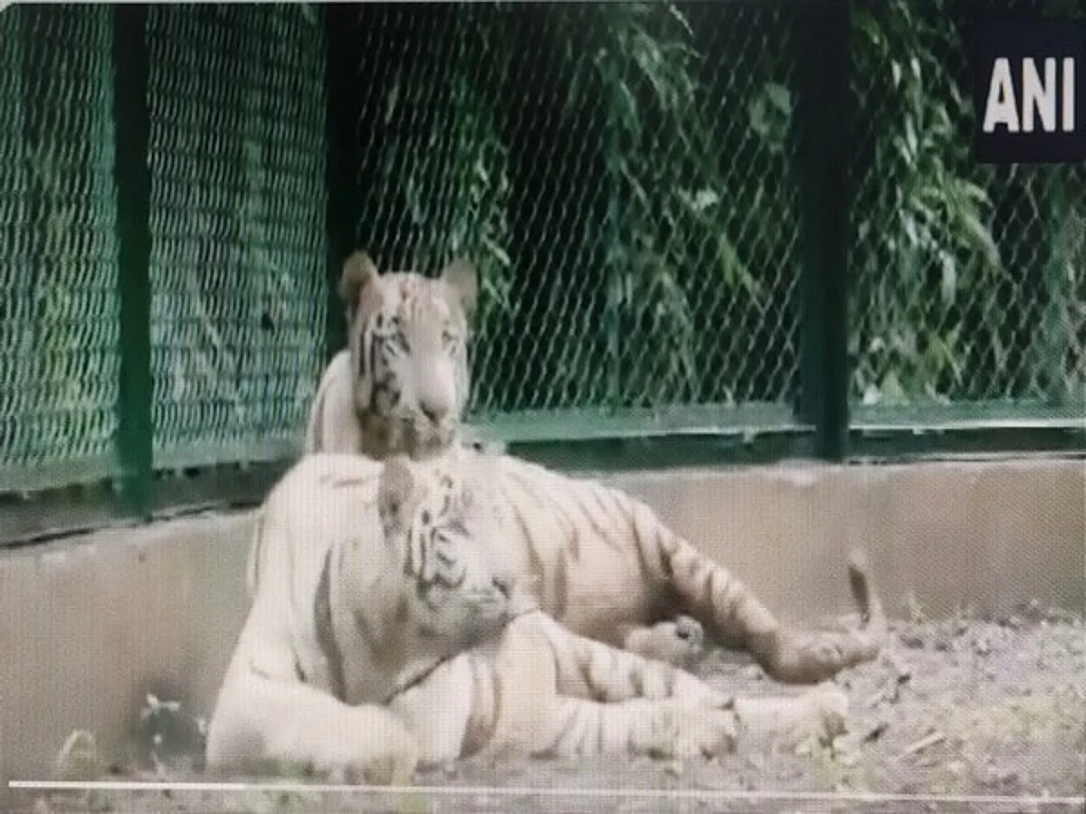 Surat zoo gets pair of white tigers from Rajkot under animal exchange programme