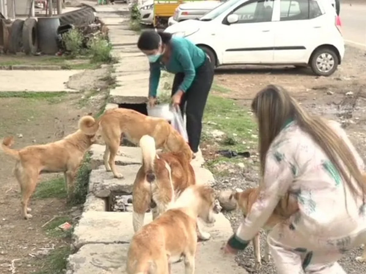 Animal Welfare Board of India issues advisory for State govts to prevent cruelty towards animals