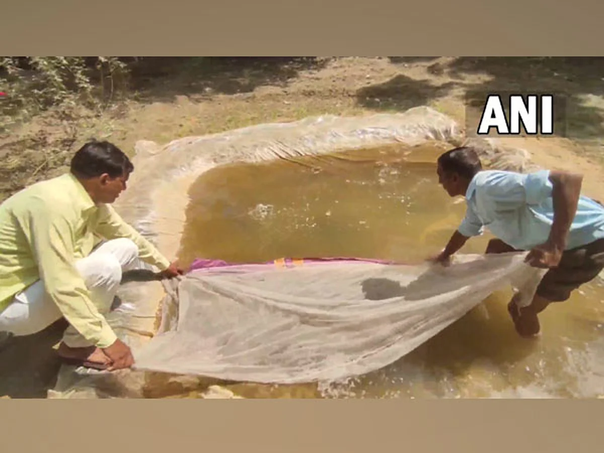 Gambusia fish released in Moradabad ponds to curb dengue