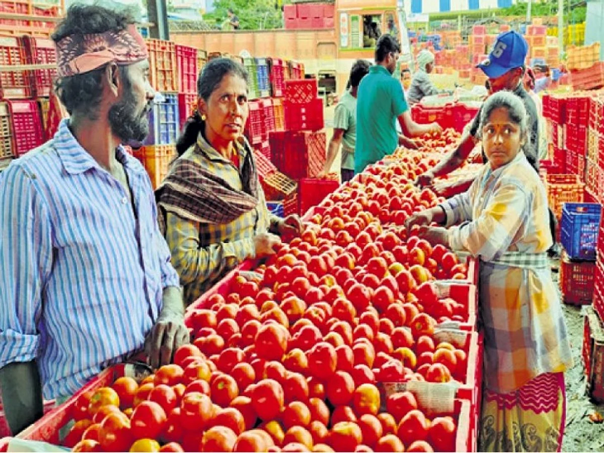 Tomato Prices will not Decrease for two more Months due to Heavy Rain