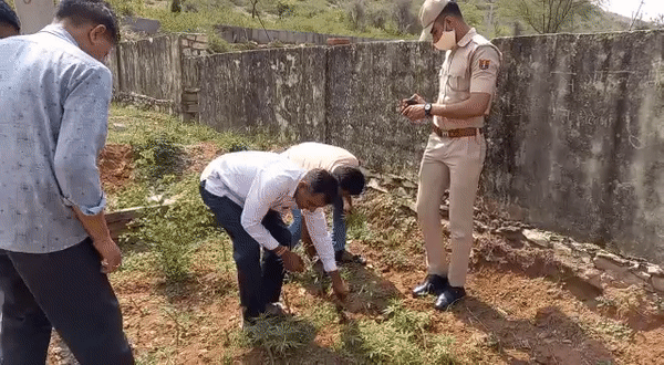 हॉस्पिटल में मिले भांग के 102 पौधे: सामुदायिक स्वास्थ्य केंद्र उगाए हुए थे, पुलिस ने पुछा तो प्रभारी ने झाड़ा पल्ला