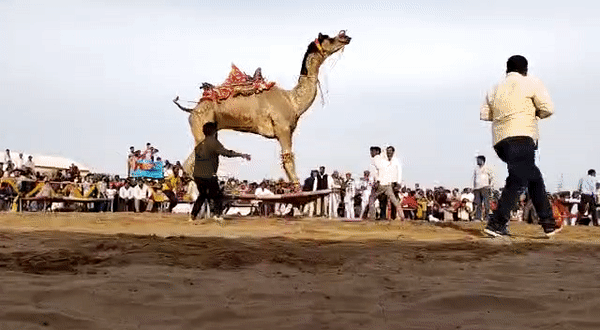 Camel Festival Bikaner: ऊंट उत्सव में दिखीं मरुधरा के जहाज की हैरतअंगेज कलाबाजियां, क्या आपने कभी देखा है ऊंटों का ये हुनर