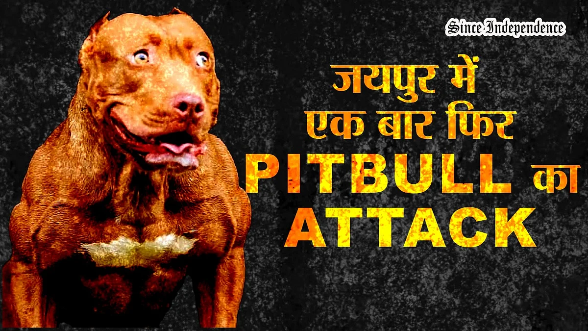 जयपुर में Pit bull Dog ने,9 साल के बच्चे पर किया हमला,घर का गेट खुलते ही बच्चे पर लपका