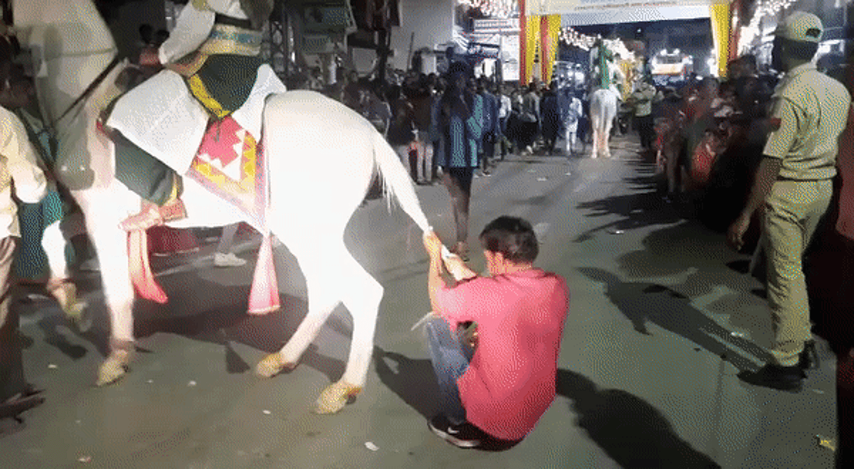 राजस्थान में पशु क्रूरता की बानगी: घोड़ी 2 किलोमीटर तक 60 किलो के युवक का टॉर्चर झेलती रही, पुलिस तमाशबीन बन देखती रही