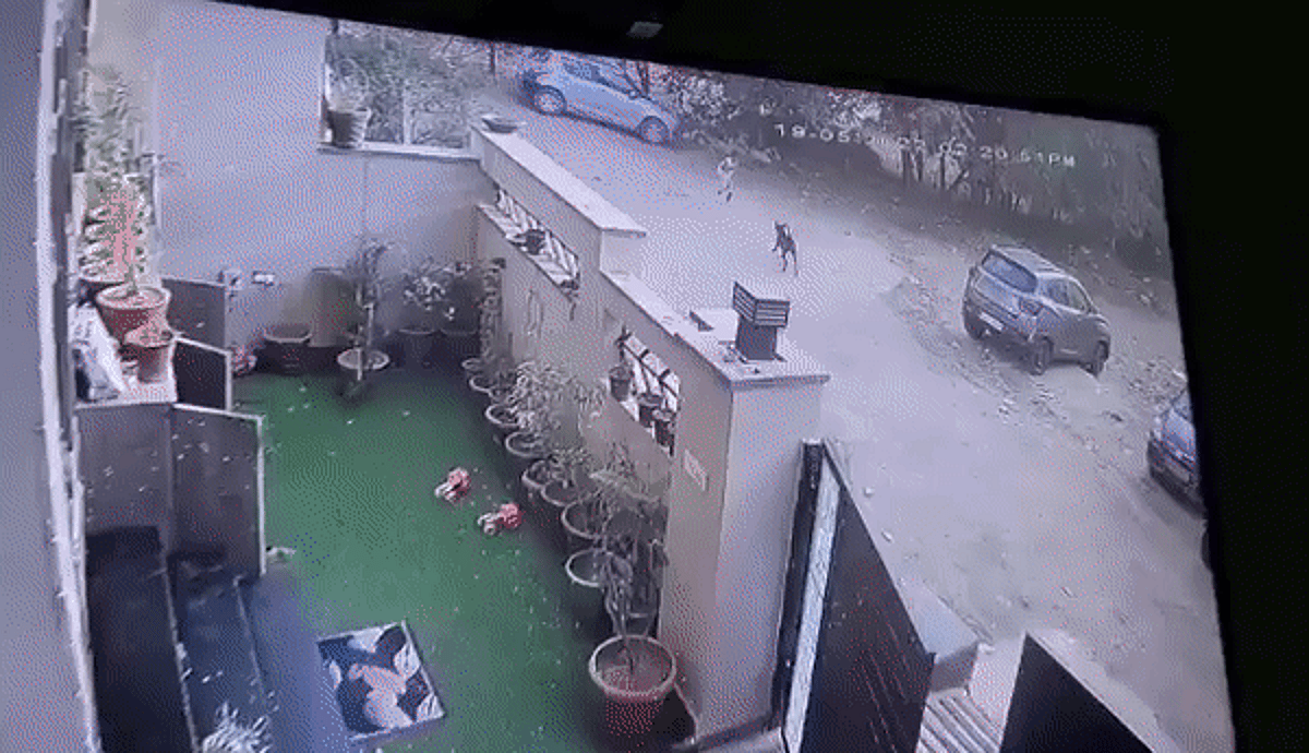 जयपुर में आवारा कुत्तों ने मासूम को 40 जगह पर काटा,CCTV में हुई पूरी घटना कैद