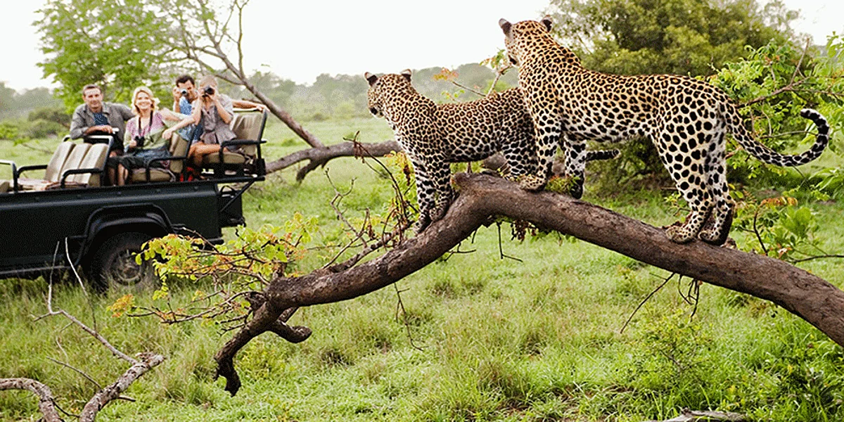 Amagarh Leopard safari: राजस्थान में देश का पहला ऐसा रिजर्व जहां एक साथ होंगी 4 सफारी, जानिए क्या है वन्यजीव और एतिहासिक महत्व