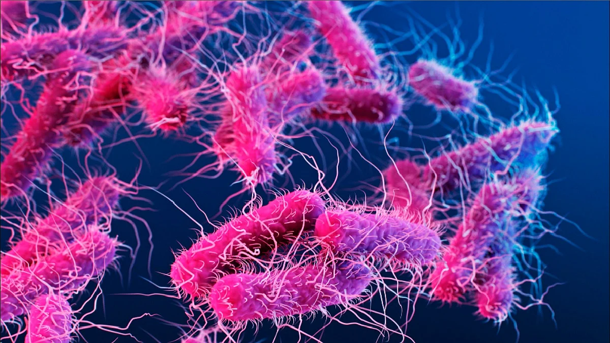 Shigella Bacteria Outbreak: कोरोना के बाद शिगेला बना आफत‚ आखिर क्या है ये और इससे कैसे बचें‚ जानिए सबकुछ
