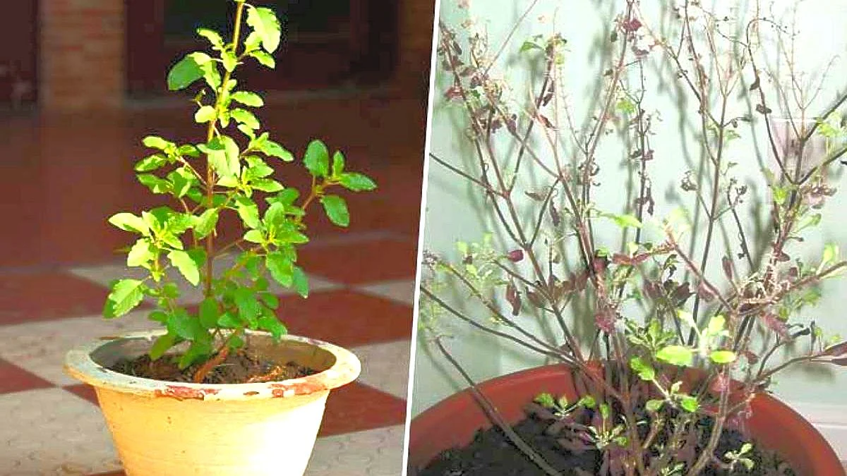 ऐसे तुलसी में जल देकर करें भगवान को पसंद, इस दिन ना दें तुलसी में जल