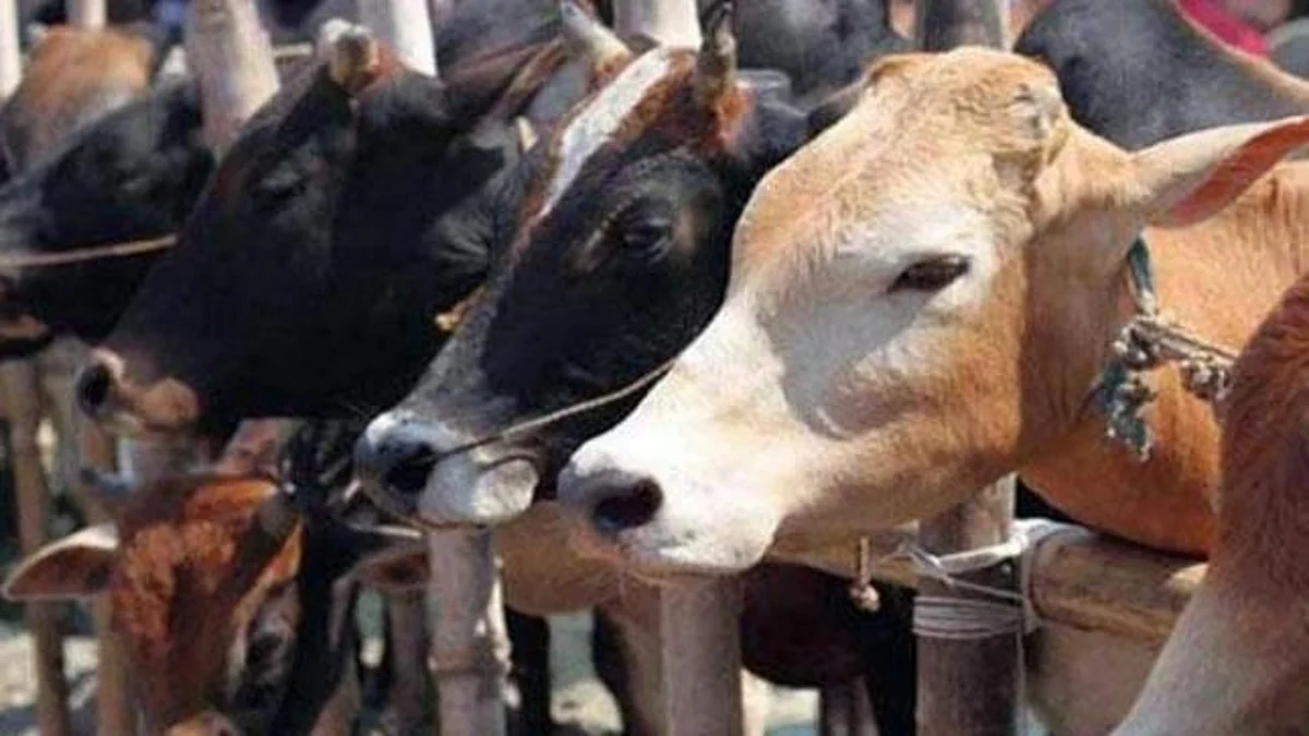 राजस्थान: गोकशी प्रकरण में चार गिरफ्तार, जांच में गौ मांस की पुष्टि