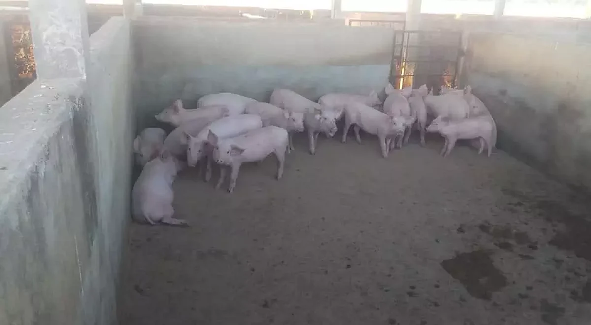 ...तो अब सुअरों के माध्यम से पैर पसार रहा 'African Swine Fever'