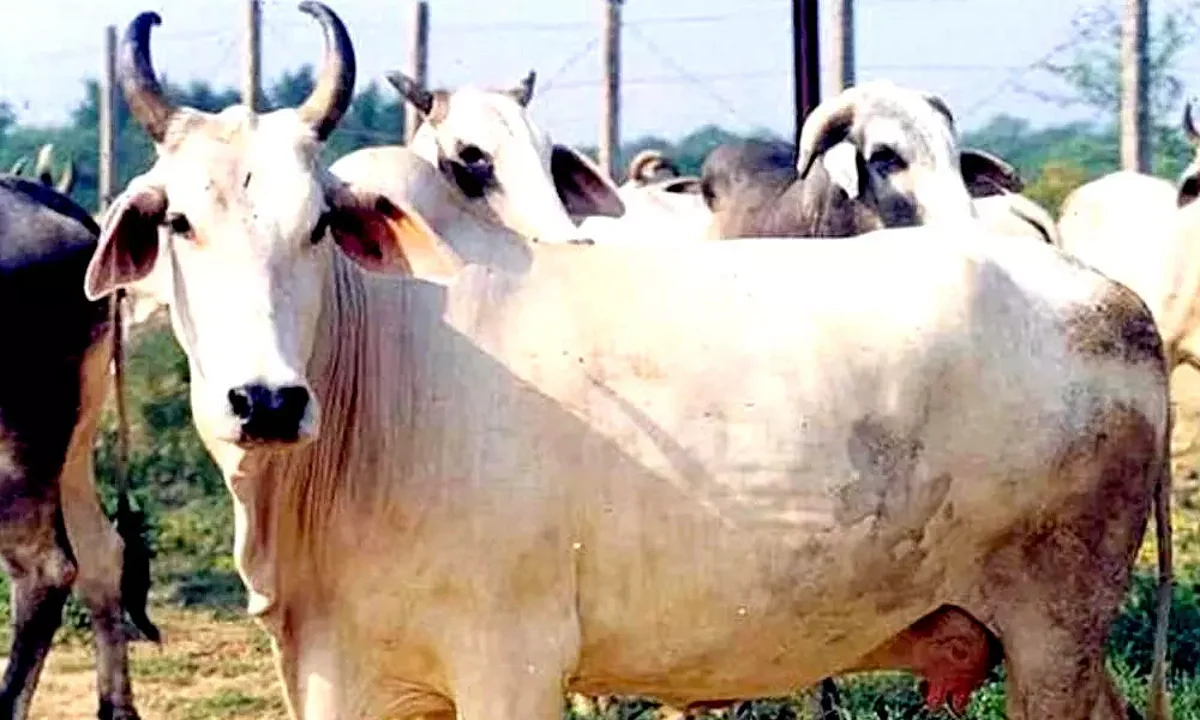 राजस्थान: हनुमानगढ़ में गौहत्या को लेकर आंदोलन भड़का, पुलिस ने आंसूगैस के गोले छोड़े, दो तहसीलों में कर्फ्यू