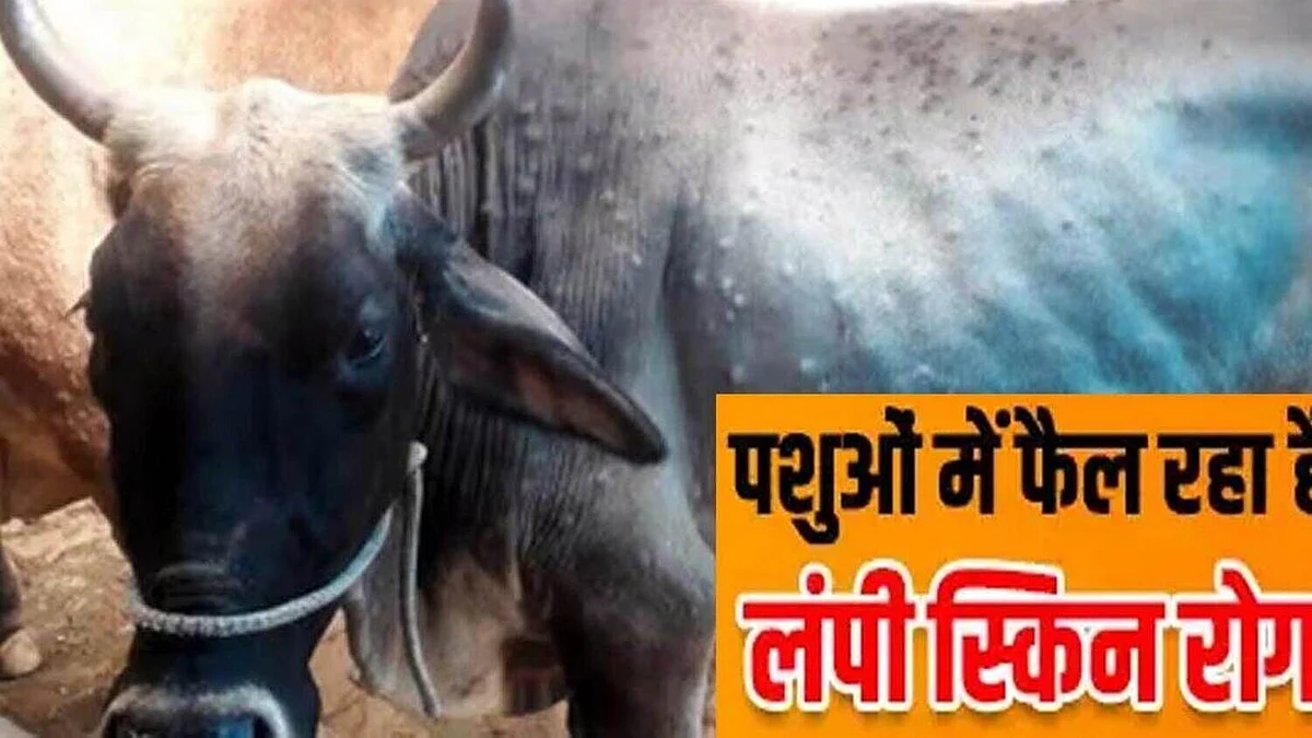 Lumpy Virus: बीमारी बनी महामारी... घरेलू उपाय कारगर; जानें लक्षण और बचाव के तरीके