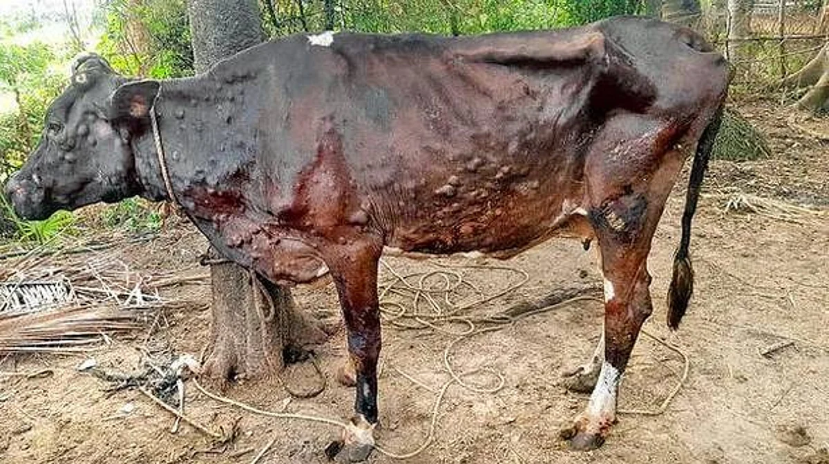 Lumpy Virus से रोजाना सैंकड़ों मवेशी तोड़ रहे दम, पशुपालक बेबस, सरकार के प्रयास नाकाफी