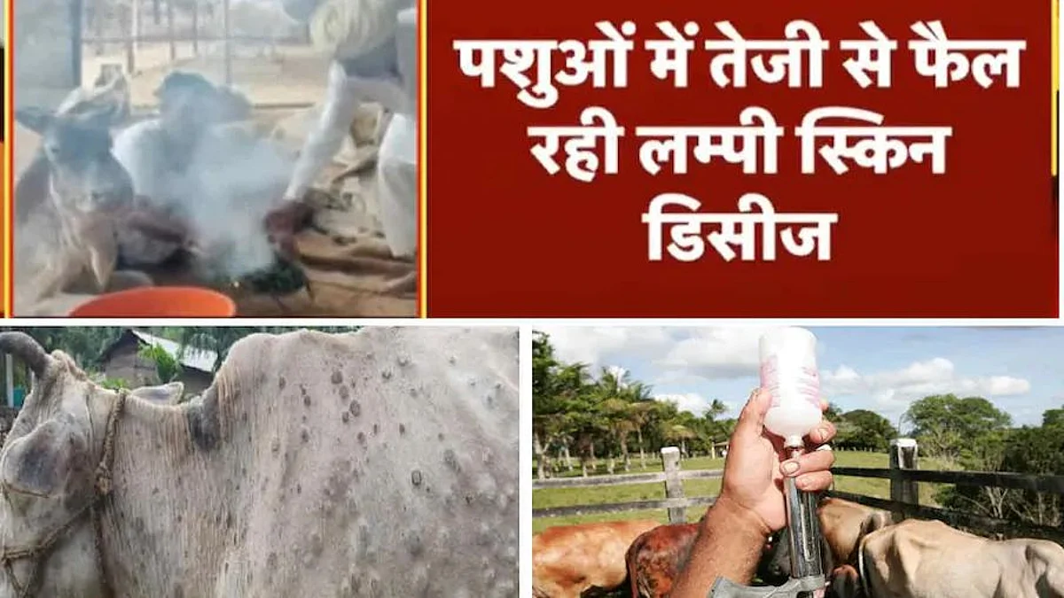 Lumpy Virus : अंधेरे में रख रहा पशुपालन विभाग ! दौसा को माना रोगमुक्त जबकि 2 गौशालाओं के सैंपल मिले पॉजिटिव