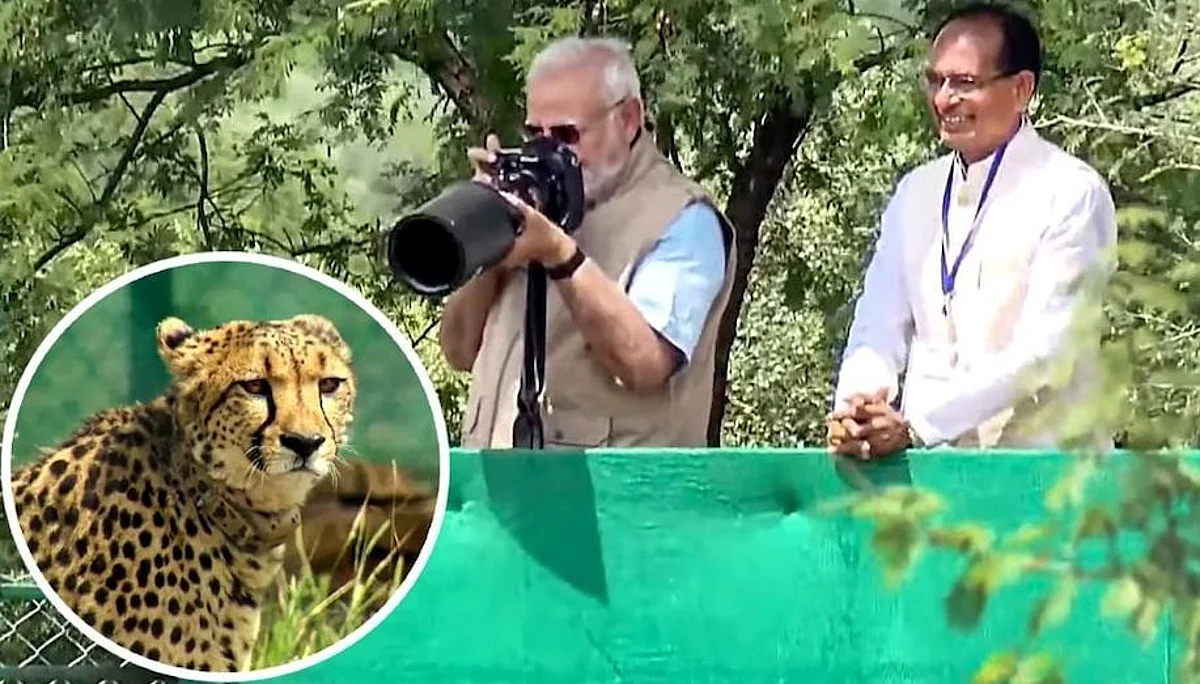 Kuno National Park MP : जन्मदिन पर PM का देश को तोहफा, 70 साल बाद भारत की धरती पर चीते
