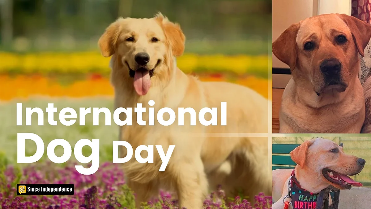 International Dog Day 2023: Let’s Celebrate Our Beloved Furry Companions