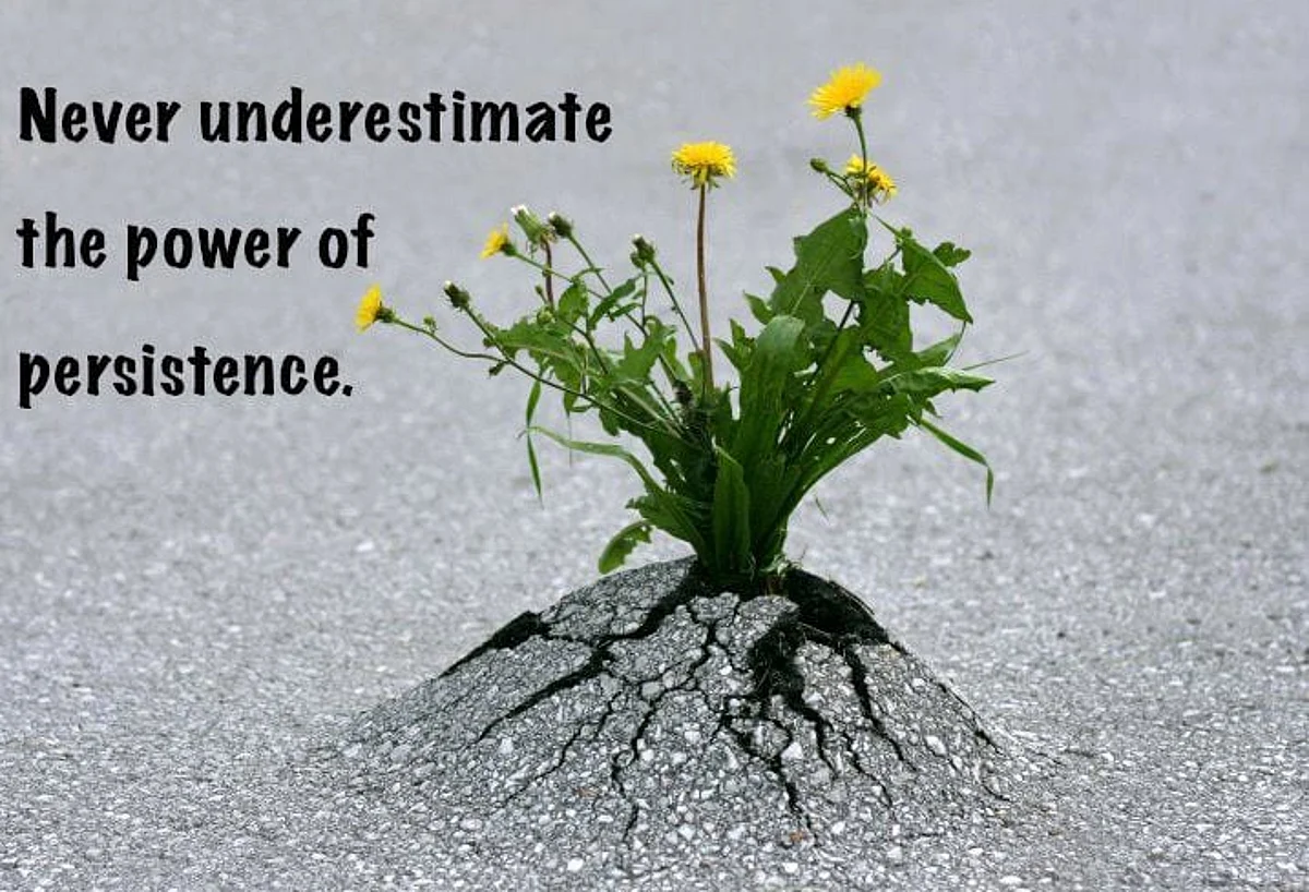 Passion and Persistence are keywords for great success: Ray Solnik President – Appnomic Systems, Inc.