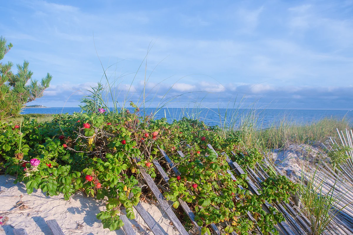 Vineyard Wind Reaches Transmission Agreement with ISO New England