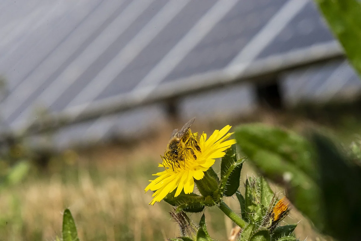 Lightsource bp inks Bellflower Solar Farm VPPA with Verizon