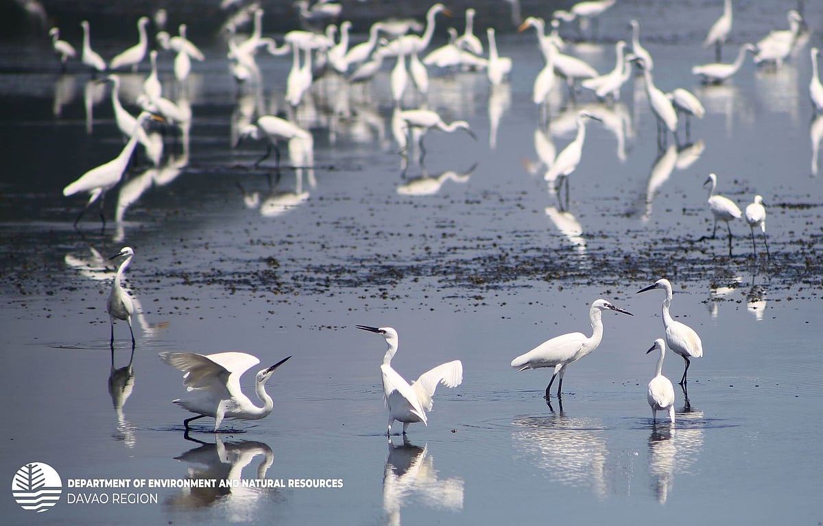 Annual bird migration starts in the Philippines – DENR-Davao - Vimarsana News