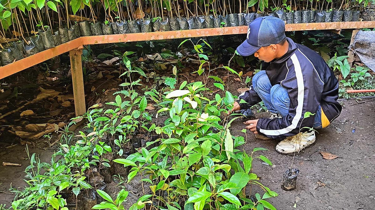Restoring biodiversity Philippine Eagle Center initiates planting of 3M trees - Vimarsana News