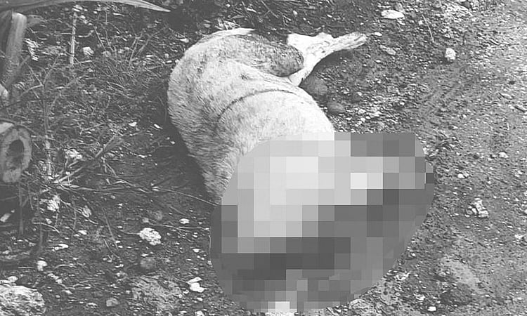 Brutal dog-killing suspect to face charges under Animal Welfare Act - Vimarsana News