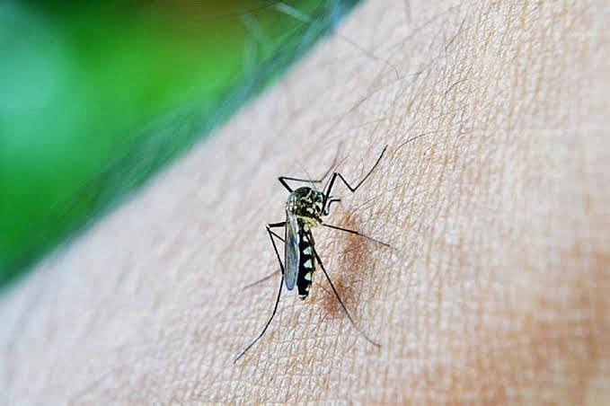 Dengue Cases Double in Davao City: City Health Office - Vimarsana News