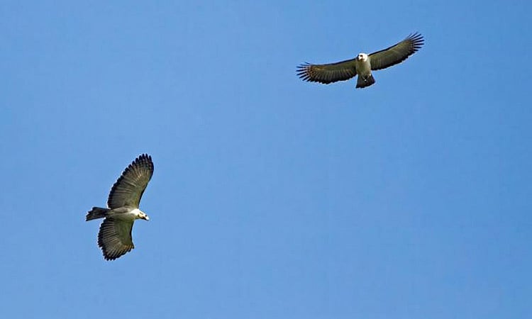 The Philippine Eagle Foundation (PEF) has announced the start of the breeding season of the Philippine Eagle. - Vimarsana News