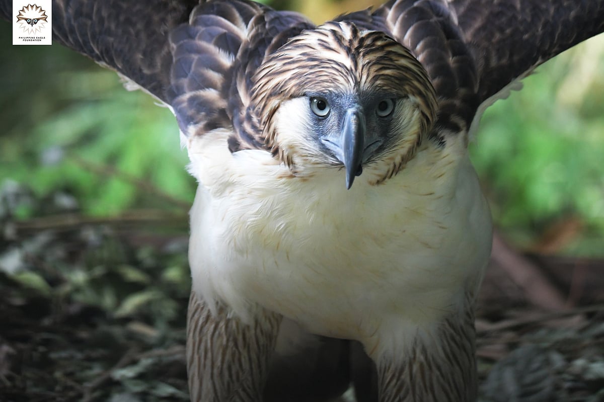 Two Philippine Eagles Available for Adoption: Help Save these Majestic Raptors - Vimarsana News