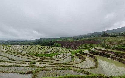 DA Allocates P161.6-M Aid to 32K Rice Farmers in Negros Oriental to Mitigate El Niño Impact - Vimarsana News
