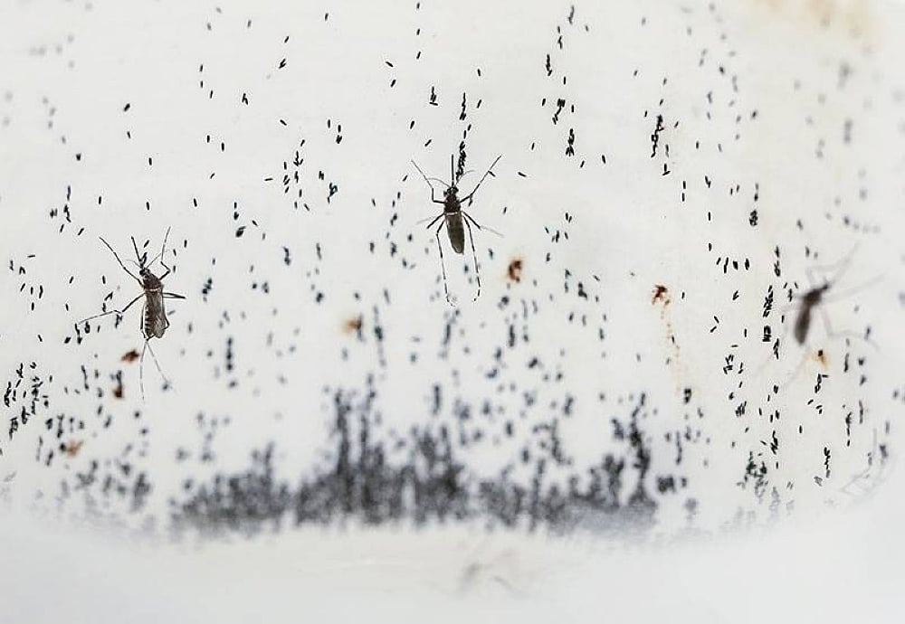 Dengue cases drop by more than 74% - Vimarsana News