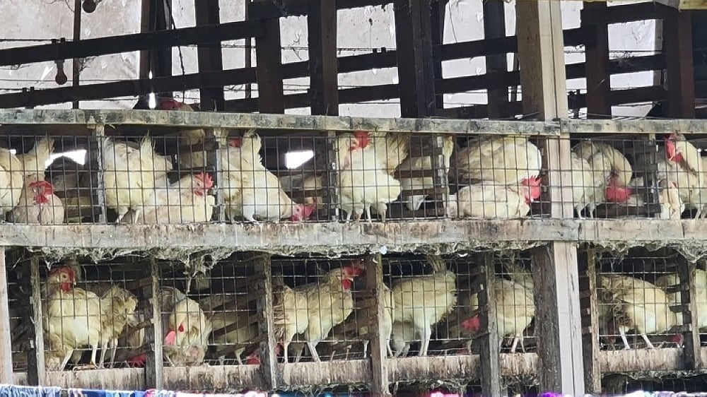 Provincial Veterinary Office Monitoring Arrival of Migratory Birds in Sipalay City Due to Bird Flu Threat - Vimarsana News