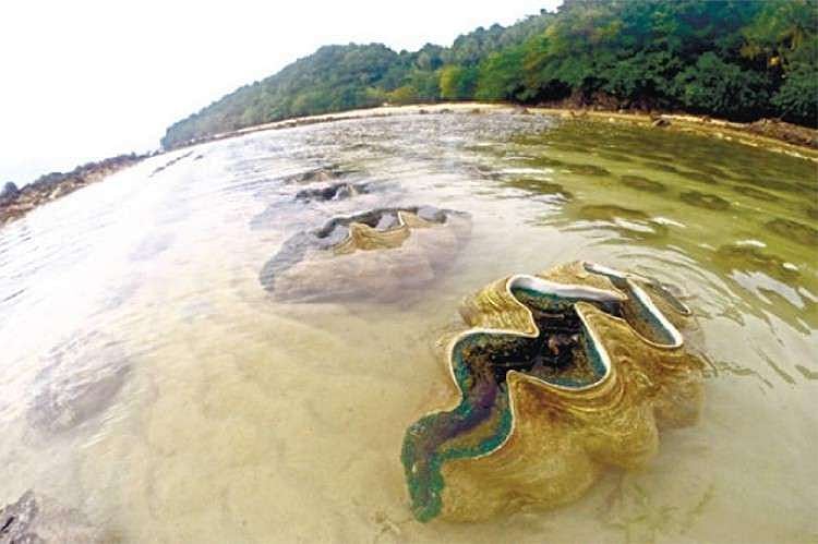 'Taklobo' eaters warned - Vimarsana News