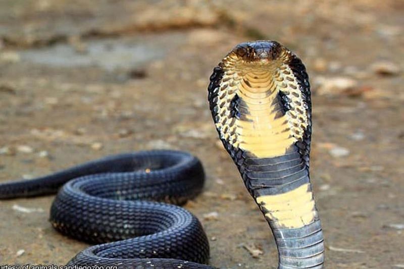 Cobra antivenom still hard to acquire in CV - Vimarsana News