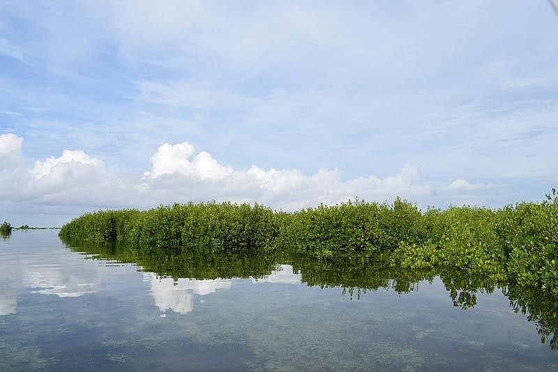 Mangrove info center to open again in Cordova - Vimarsana News