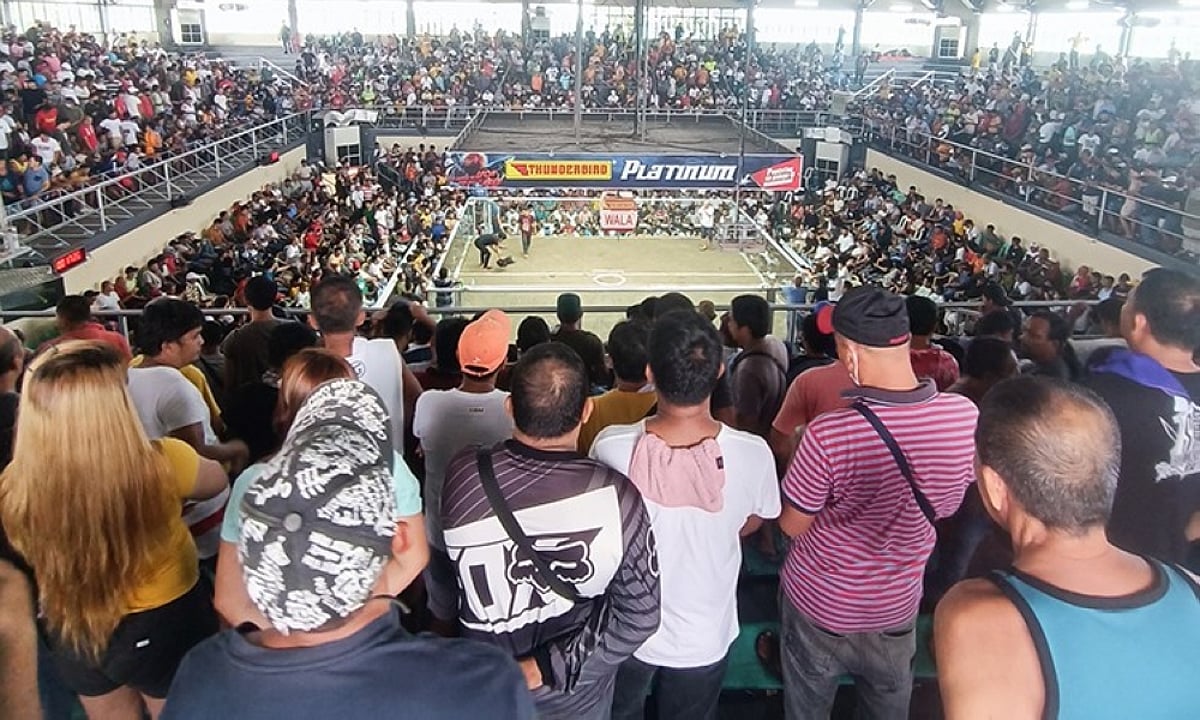 ‘Sabong’ in Matina gallera returns to face-to-face