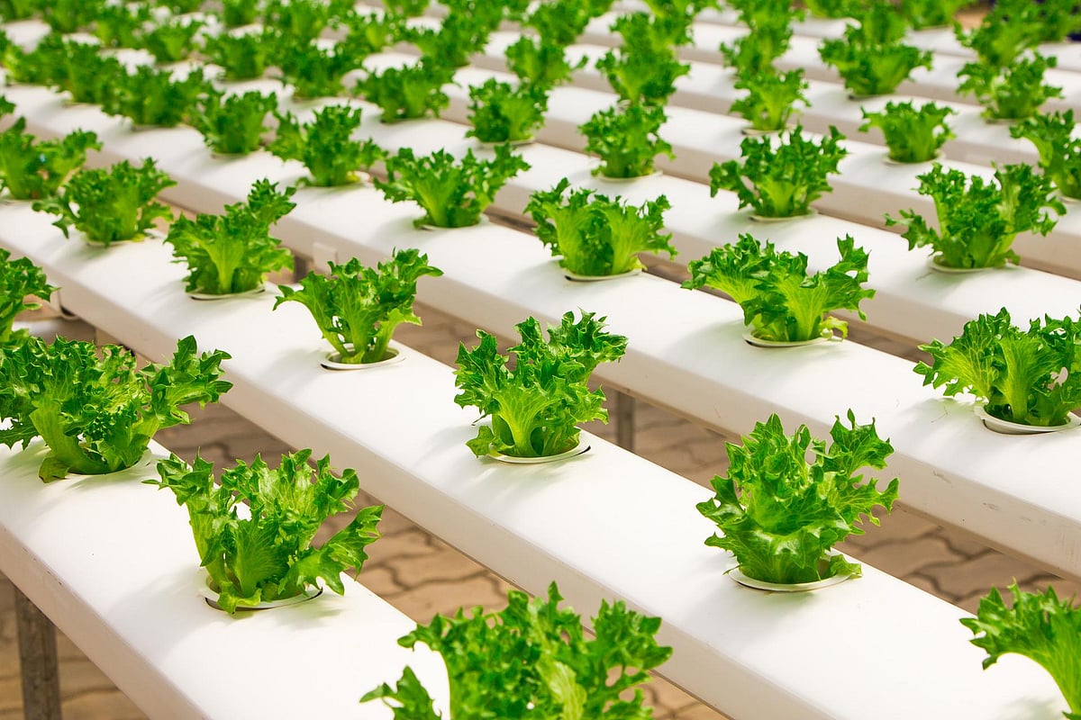 The Vertical Hydroponic Farm Bustanica is Now Officially Open in Dubai