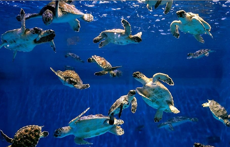 Abu Dhabi Sea Turtle Rehabilitation Project Set to Expand