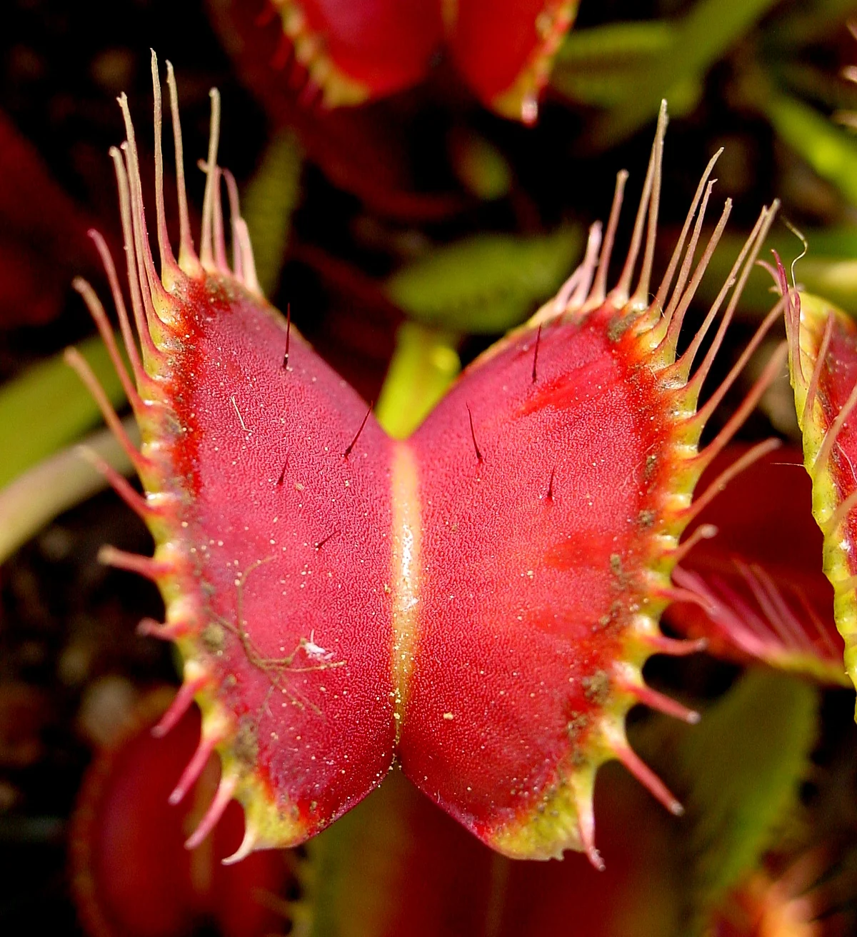 A Venus Flytrap