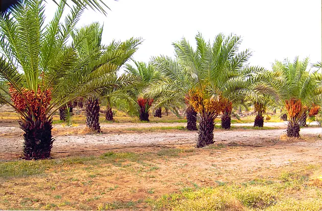 Making Businessmen Out Of Farmers - The Kutch Example